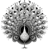 Peacock