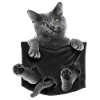 Russian Blue Cat In Pocket