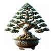 Bonsai