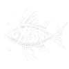 White Fish 2