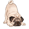 Dog with Face