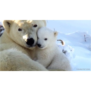 polarbearhug
