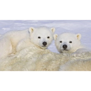 polarbears