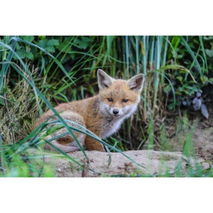 fox