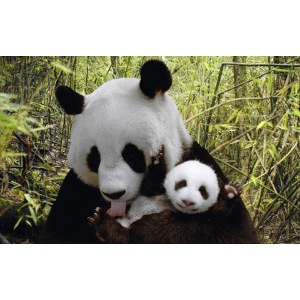 panda