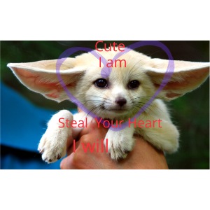 baby fox