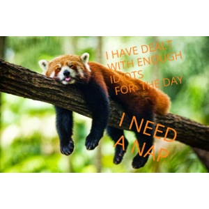 Fox napping meme