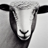 Lamb