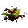 a_group_of_ants_working