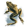 Frog Halftone Dots