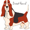 Basset Hound