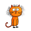 Funny Cat