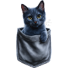 Russian Blue Cat In Pocket