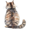 Funny Cat