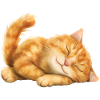 Funny Cat
