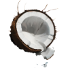 Coconut Realistic