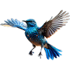 Beautiful bird