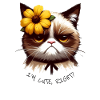 Grumpy cat