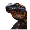Salamander