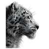 Snow Leopard