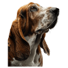 Basset Hound