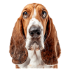 Basset Hound