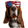 Basset Hound
