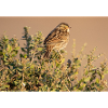 Small bird, big personality