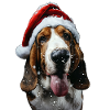 Basset Hound