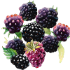 Freedom of berries
