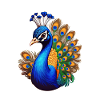 Peacock Bird