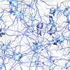 Human Body Cell