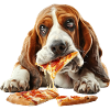 Basset Hound