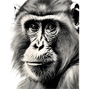 Chimp in Charcoal 3