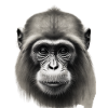 Chimp in Charcoal 4