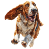 Basset Hound