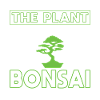 Bonsai Tree