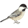 Sweet Black-Capped Chickadee