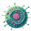 Cells