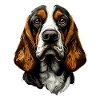 Basset Hound