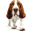 Basset Hound