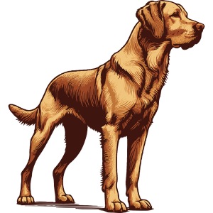 Chesapeake Bay Retriever