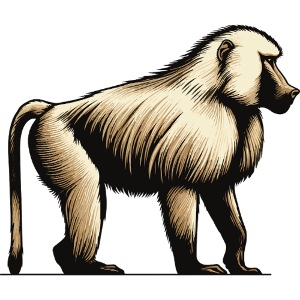Baboon
