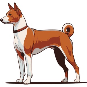 Basenji