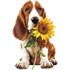 Basset Hound
