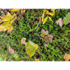 Crow Berries