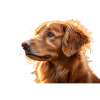 Warm Golden Retriever Silhouette Art