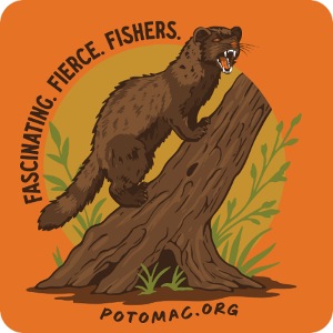 2025 Potomac Animal of the Year: Fisher