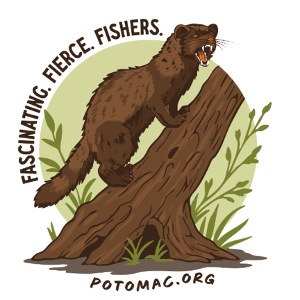2025 Potomac Animal of the Year: Fisher