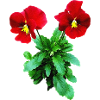 Red Pansy Duo